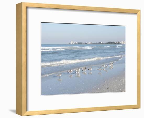 Laughing Gulls Along Crescent Beach, Sarasota, Florida, USA-Bernard Friel-Framed Photographic Print