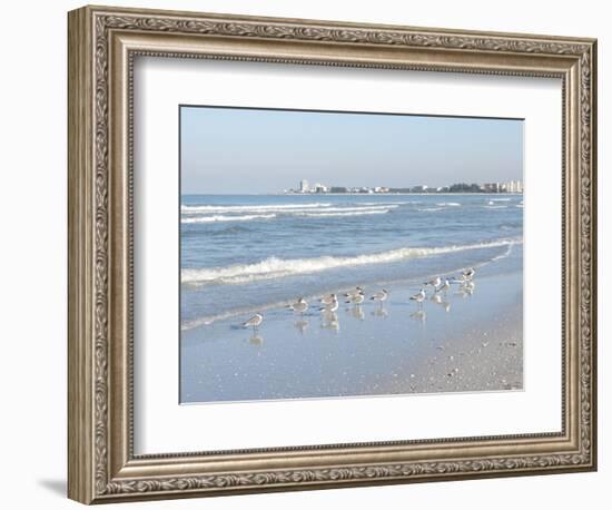 Laughing Gulls Along Crescent Beach, Sarasota, Florida, USA-Bernard Friel-Framed Photographic Print