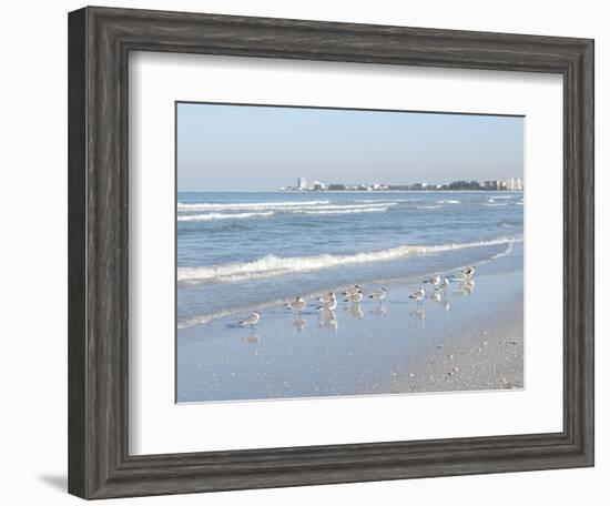 Laughing Gulls Along Crescent Beach, Sarasota, Florida, USA-Bernard Friel-Framed Photographic Print