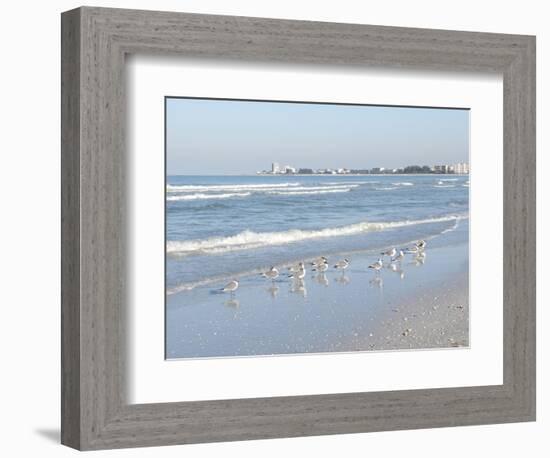 Laughing Gulls Along Crescent Beach, Sarasota, Florida, USA-Bernard Friel-Framed Photographic Print