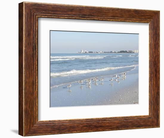 Laughing Gulls Along Crescent Beach, Sarasota, Florida, USA-Bernard Friel-Framed Photographic Print