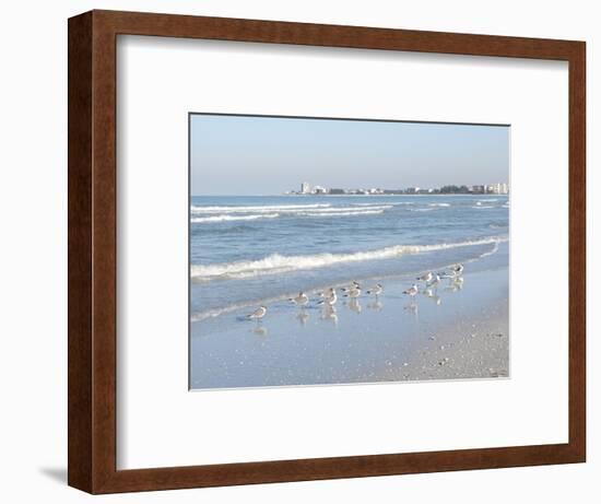 Laughing Gulls Along Crescent Beach, Sarasota, Florida, USA-Bernard Friel-Framed Photographic Print