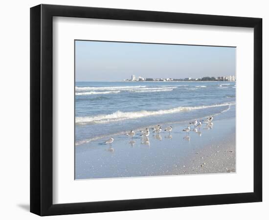 Laughing Gulls Along Crescent Beach, Sarasota, Florida, USA-Bernard Friel-Framed Photographic Print