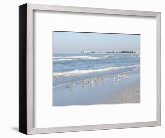 Laughing Gulls Along Crescent Beach, Sarasota, Florida, USA-Bernard Friel-Framed Photographic Print