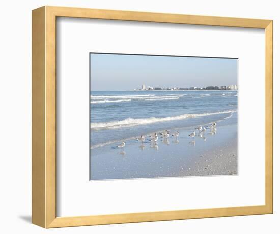 Laughing Gulls Along Crescent Beach, Sarasota, Florida, USA-Bernard Friel-Framed Photographic Print