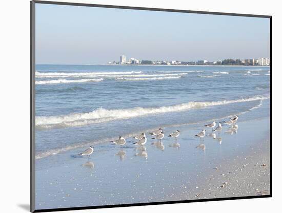 Laughing Gulls Along Crescent Beach, Sarasota, Florida, USA-Bernard Friel-Mounted Photographic Print