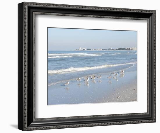 Laughing Gulls Along Crescent Beach, Sarasota, Florida, USA-Bernard Friel-Framed Photographic Print