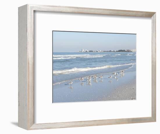 Laughing Gulls Along Crescent Beach, Sarasota, Florida, USA-Bernard Friel-Framed Photographic Print