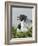 Laughing Gulls Mating, Egmont Key State Park, Florida, USA-Arthur Morris-Framed Photographic Print