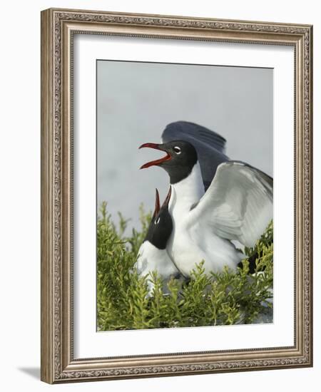 Laughing Gulls Mating, Egmont Key State Park, Florida, USA-Arthur Morris-Framed Photographic Print