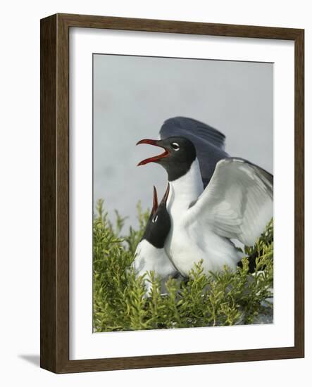 Laughing Gulls Mating, Egmont Key State Park, Florida, USA-Arthur Morris-Framed Photographic Print