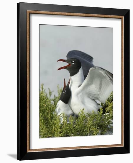 Laughing Gulls Mating, Egmont Key State Park, Florida, USA-Arthur Morris-Framed Photographic Print