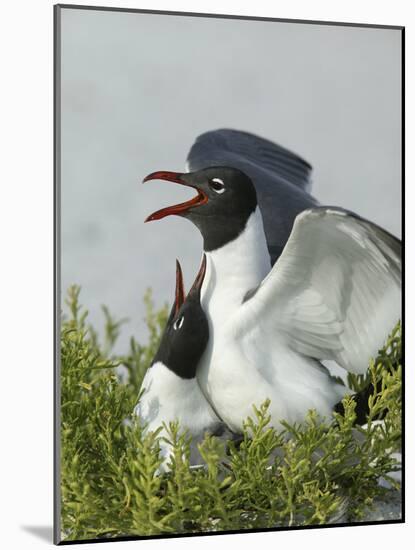 Laughing Gulls Mating, Egmont Key State Park, Florida, USA-Arthur Morris-Mounted Photographic Print