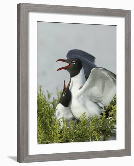 Laughing Gulls Mating, Egmont Key State Park, Florida, USA-Arthur Morris-Framed Photographic Print