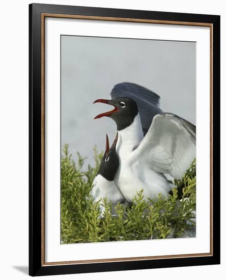 Laughing Gulls Mating, Egmont Key State Park, Florida, USA-Arthur Morris-Framed Photographic Print