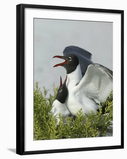 Laughing Gulls Mating, Egmont Key State Park, Florida, USA-Arthur Morris-Framed Photographic Print