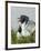 Laughing Gulls Mating, Egmont Key State Park, Florida, USA-Arthur Morris-Framed Photographic Print