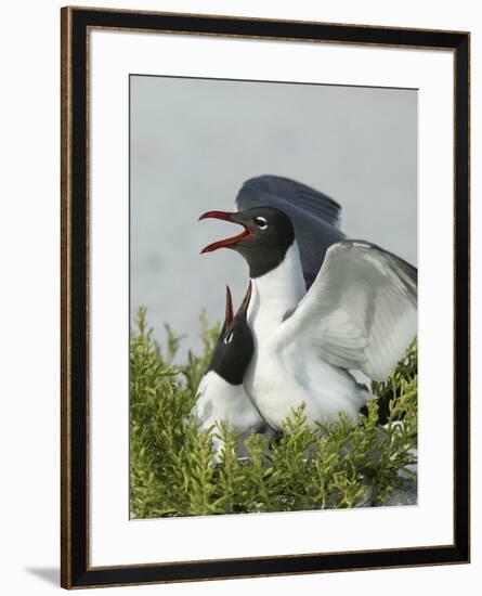 Laughing Gulls Mating, Egmont Key State Park, Florida, USA-Arthur Morris-Framed Photographic Print