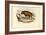 Laughing Hyena, 1863-79-Raimundo Petraroja-Framed Giclee Print