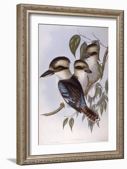 Laughing Kookaburra (Dacelo Novaeguineae)-John Gould-Framed Giclee Print