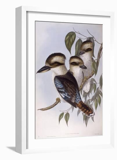 Laughing Kookaburra (Dacelo Novaeguineae)-John Gould-Framed Giclee Print