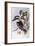 Laughing Kookaburra (Dacelo Novaeguineae)-John Gould-Framed Giclee Print