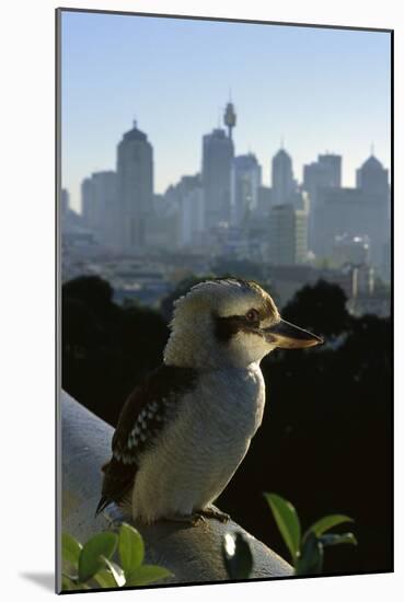Laughing Kookaburra on City Balcony Rail-null-Mounted Photographic Print