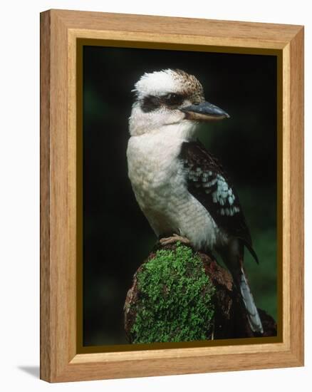 Laughing Kookaburra Perched on Log-Martin Harvey-Framed Premier Image Canvas