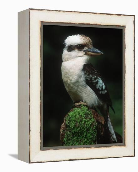 Laughing Kookaburra Perched on Log-Martin Harvey-Framed Premier Image Canvas