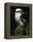 Laughing Kookaburra Perched on Log-Martin Harvey-Framed Premier Image Canvas