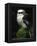 Laughing Kookaburra Perched on Log-Martin Harvey-Framed Premier Image Canvas