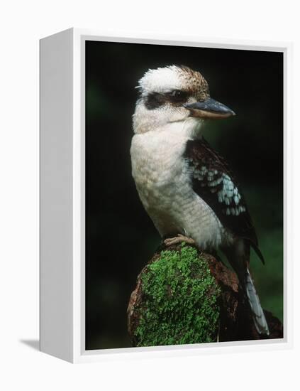 Laughing Kookaburra Perched on Log-Martin Harvey-Framed Premier Image Canvas