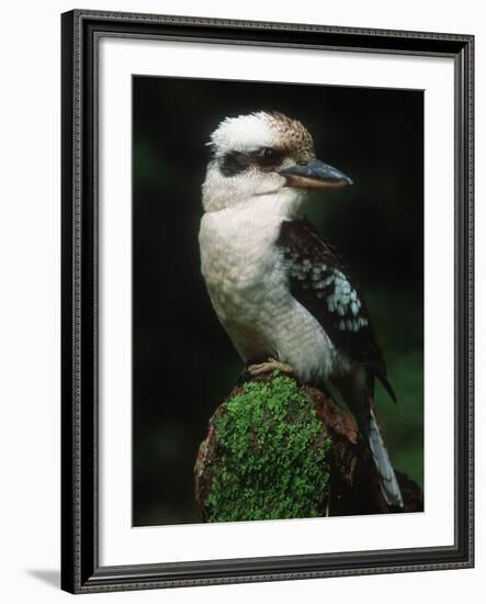 Laughing Kookaburra Perched on Log-Martin Harvey-Framed Photographic Print