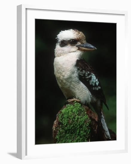 Laughing Kookaburra Perched on Log-Martin Harvey-Framed Photographic Print