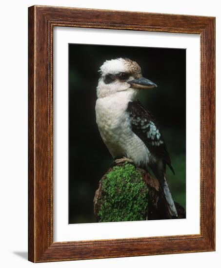 Laughing Kookaburra Perched on Log-Martin Harvey-Framed Photographic Print