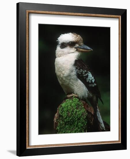 Laughing Kookaburra Perched on Log-Martin Harvey-Framed Photographic Print