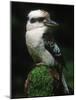 Laughing Kookaburra Perched on Log-Martin Harvey-Mounted Photographic Print