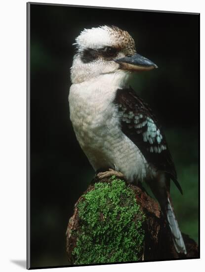 Laughing Kookaburra Perched on Log-Martin Harvey-Mounted Photographic Print