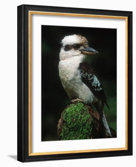 Laughing Kookaburra Perched on Log-Martin Harvey-Framed Photographic Print