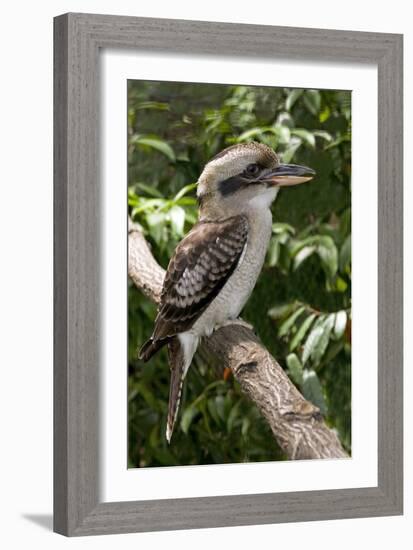 Laughing Kookaburra-Tony Camacho-Framed Photographic Print
