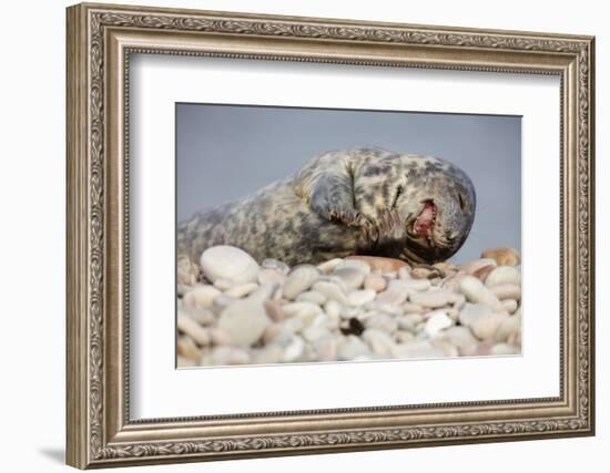 Laughing seal on pebbled beach, young seal cute-Sue Demetriou-Framed Photographic Print