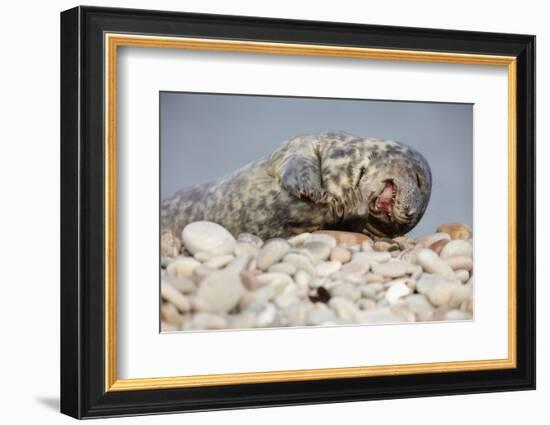 Laughing seal on pebbled beach, young seal cute-Sue Demetriou-Framed Photographic Print