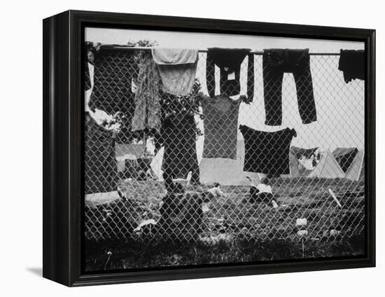 Laundry Hanging on Fence at Woodstock Music Festival-Bill Eppridge-Framed Premier Image Canvas