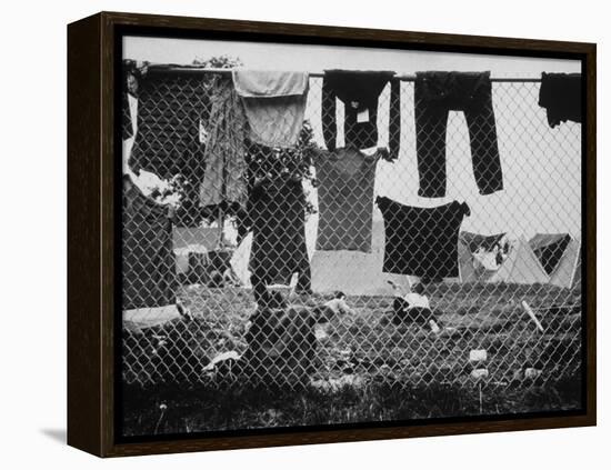 Laundry Hanging on Fence at Woodstock Music Festival-Bill Eppridge-Framed Premier Image Canvas