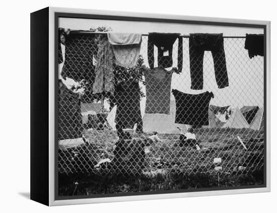 Laundry Hanging on Fence at Woodstock Music Festival-Bill Eppridge-Framed Premier Image Canvas