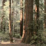 Redwoods 2-Laura Culver-Photographic Print