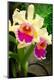 Premium Photographic Print