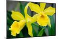 Premium Photographic Print