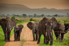 African Elephant Family on Safari, Mizumi Safari Park, Tanzania, East Africa, Africa-Laura Grier-Photographic Print