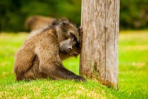 Baboon Resting, Johannesburg, South Africa, Africa by Laura Grier